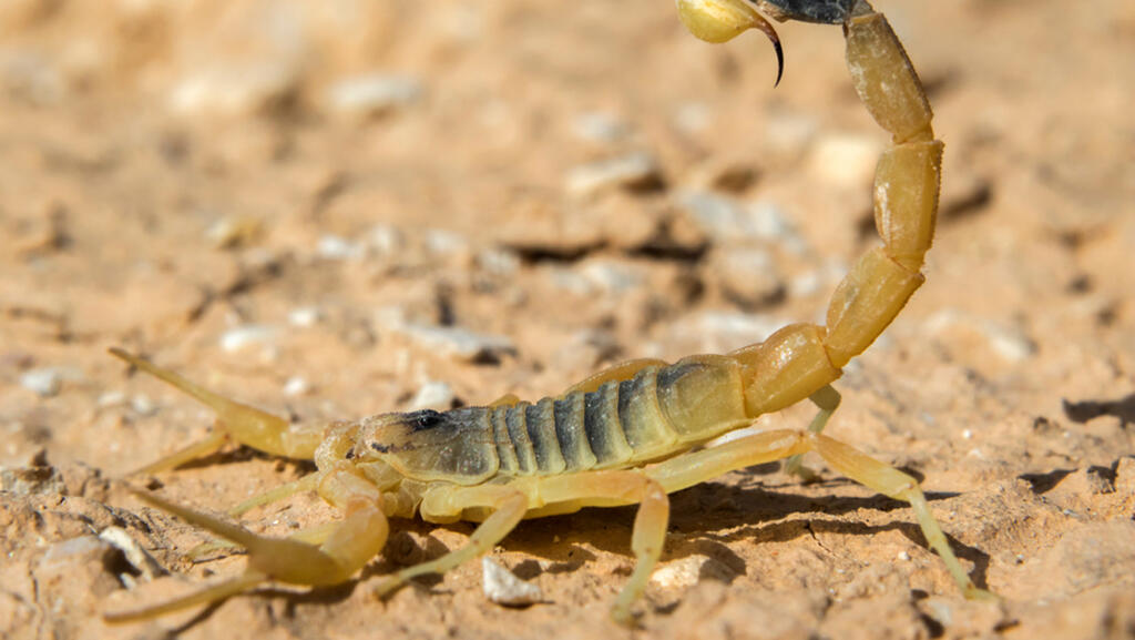 עקרב מסוג עקצן צהוב
