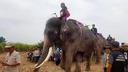 תאילנד פילים מחפשים ילד ש נחטף