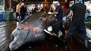 לוויתן יפן תחדש ציד מסחרי של לוויתנים 