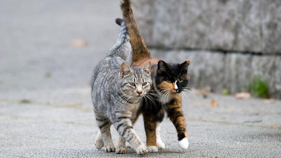 חתולי רחוב