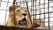 אריה ברח כלוב גן חיות צפון קרוליינה הרג עובדת נהרג