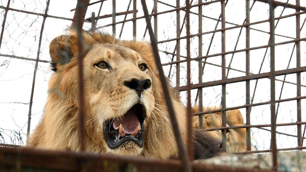 אריה ברח כלוב גן חיות צפון קרוליינה הרג עובדת נהרג