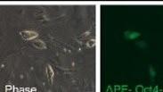 מושבות של תאי גזע החסרים את החלבון Gatad2a (שתי התמונות משמאל), בהשוואה לתאי גזע רגילים (שתי התמונות מימין). הסמן הירוק צובע חלבון אופייני לתאי גזע בשם Oct4