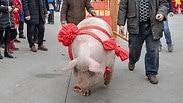 חזיר ענק מוכתר למלך החזירים שנת החזיר סצ'ואן סין