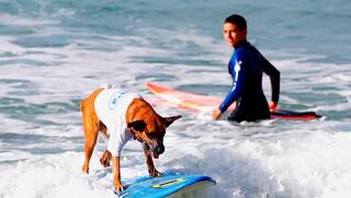 כלב גולש על גלשן חוף הים בנתניה