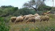 פעם היו כאן אנטילופות, יענים ואריות. היום יש עדרי כבשים ולא מעט פסולת. גבעת השיטה 