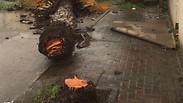 עץ קרס בקלנסוה בעקבות מזג האוויר