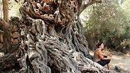 עץ הזית של רבן גמליאל