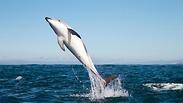 דולפין מזנק