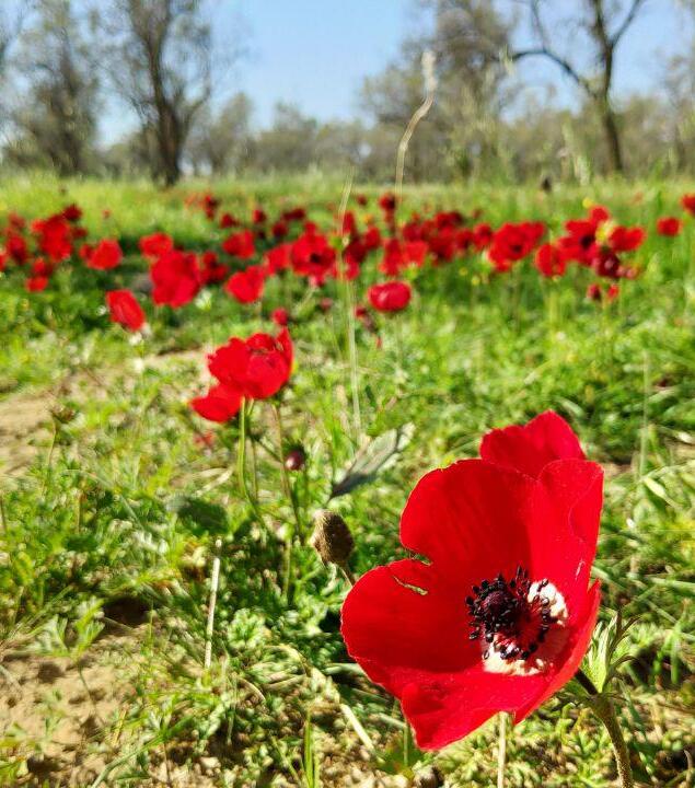 כלניות בחניון רעים
