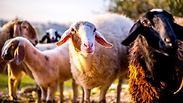 כבשים רועות