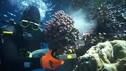 מצילים את האלמוגים
