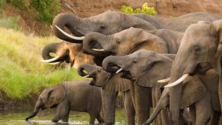 פילים בבוצואונה