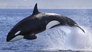 לווייתן לויתן לוויתן לוייתן