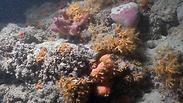 שונית אלמוגים איטליה