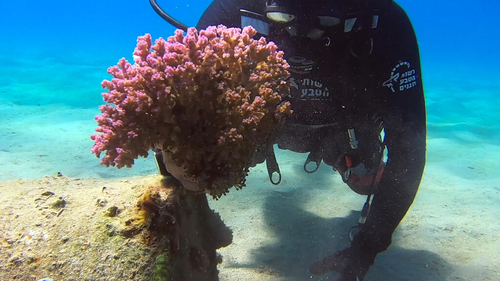 coral reef Eilat