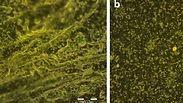 תמונות ממיקרוסקופ אופטי: נייר (משמאל) וחומר גמיש הבנוי מקפטון, מצופים בחומר המיוצר מאנלוגים של מלנין