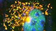 תמונת מיקרוסקופ של תא חי אחד ובו החלבון  (ARTS) ארטס מסומן בצבען פלורסצנטי ירוק/צהוב ממוקם על פני המיטוכונדריה (אדום). בכחול- גרעין התא