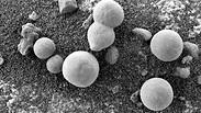 הוכחה לכאורה לפטריות על מאדים פטריות
