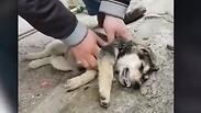 גבר בטורקיה  מבצע החייאה בכלב