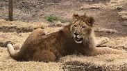 אחד האריות שחולץ והועבר לדרום אפריקה