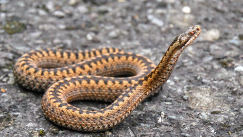 Змея, иллюстрация (Фото: shutterstock) Змея, иллюстрация