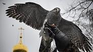 נץ ניצים  עופות דורסים ציפור ציפורים  קרמלין נשיא רוסיה ולדימיר פוטין