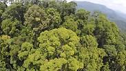 העץ הגבוה בעולם מנארה מלזיה בורנאו