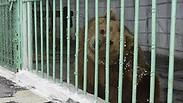דובה חומה כלא קזחסט