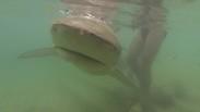 כרישת הסנפירתן