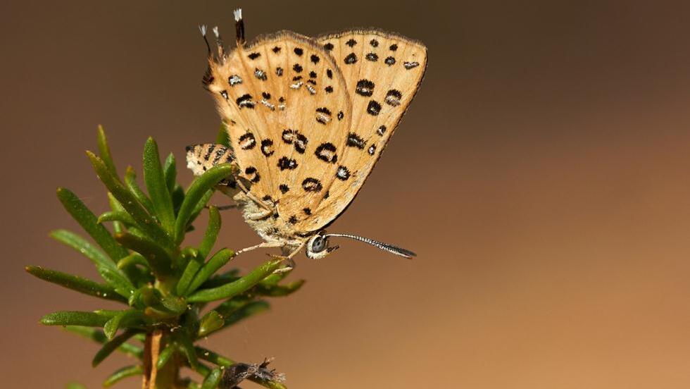 נחושתן-נמלים גלילי