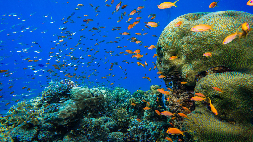 שמורת האלמוגים באילת 