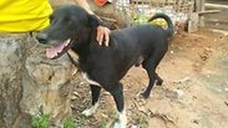 ה כלב פינג פונג הציל תינוק שנקבר בחיים תאילנד 