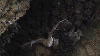נקבת עטלף פירות ביחד עם הגור שלה ביציאה ממערה