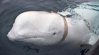 לוייתן לווייתן לווייתנים ריגול חוג ארקטי נורבגיה רוסיה