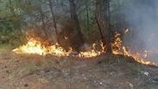  שריפה ביער זורע