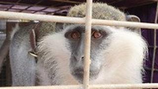 הקוף שחדר מלבנון