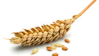 צילום של חיטה