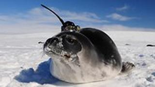 פילי ים אנטארקטיקה סייעו לחקר פוליניה