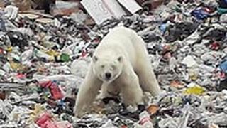 דובת קוטב נודדת בעיר הצפונית נורילסק