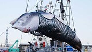יפן חידוש ציד לווייתנים אחרי 30 שנה 