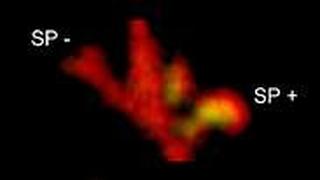 למעלה: מקטע של דנדריט עם שלושה קוצים, השמאלי ללא מערכת הקוץ ושני הימניים עם מערכת הקוץ (מסומנת בצהוב-ירוק). למטה: כאשר משחררים יוני סידן בראש הקוץ, העלייה בסידן גולשת במהירות אל הדנדריט בסיוע מערכת הקוץ (מימין), בעוד ללא המערכת (משמאל) העלייה היא מקומית בלבד (כחול מייצג רמה נמוכה של סידן תוך-תאי, ירוק – רמה גבוהה)