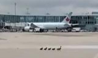 ברווזים בנמל תעופה בקנדה