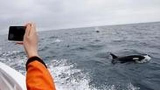 תצפית לווייתנים יפן