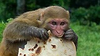 קופים נפאל קטמנדו סרסווטי דנגול