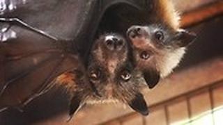 גורי עטלפים בגן גורו