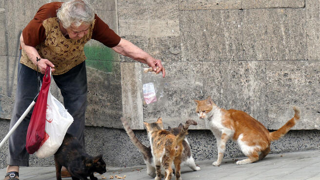 אילוס אילוסטרציה אישה מאכילה חתולים משוטטים חתולי רחוב