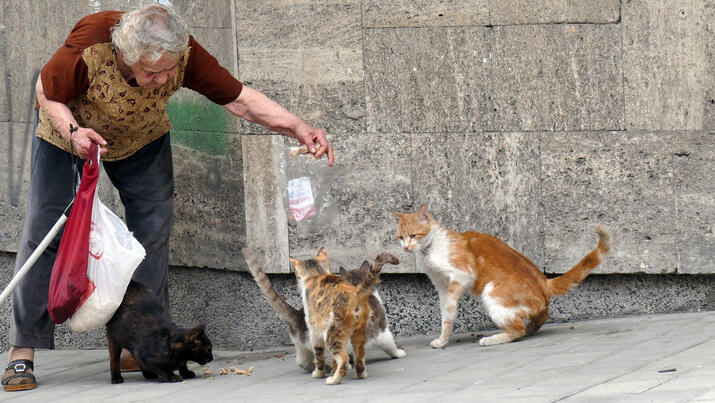 אילוס אילוסטרציה אישה מאכילה חתולים משוטטים חתולי רחוב