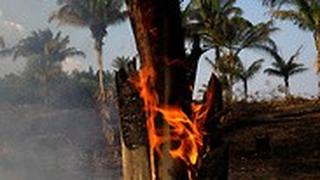 ברזיל שריפות ב אזור ה אמזונס שטח אש 