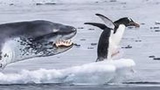 כלב ים נמרי רודף אחרי פינגווין